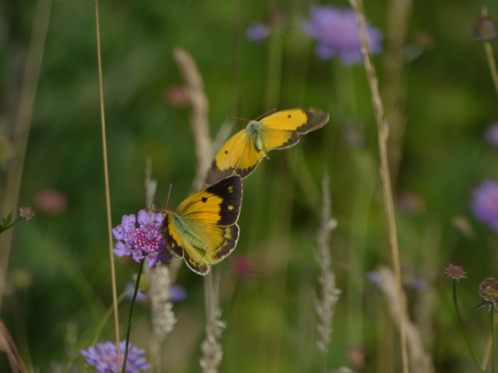 Colias crocea